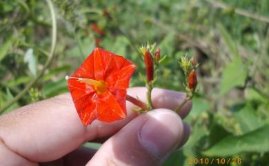 Ipomoea hederifolia 心葉蔦蘿