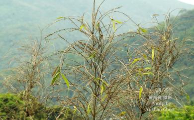 Bambusa oldhamii 綠竹