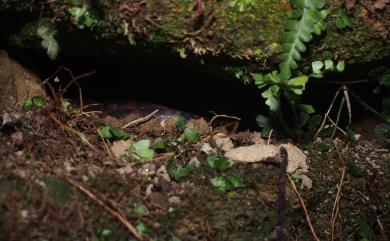 Lycodon rufozonatus Cantor, 1842 紅斑蛇