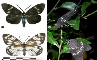 Milleria formosana contradicta (Inoue, 1991) 蓬萊螢斑蛾