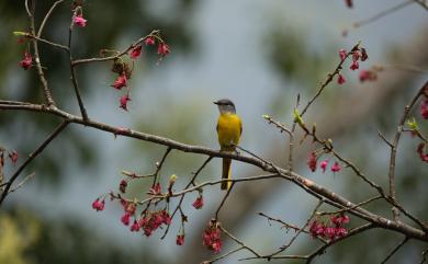 Pericrocotus solaris griseogularis Gould, 1863 灰喉山椒鳥