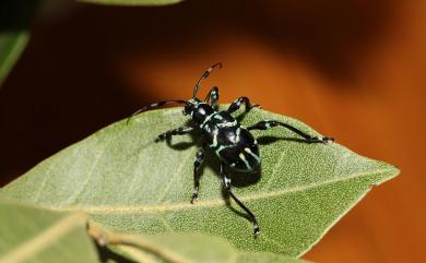 Doliops similis Miwa & Mitono, 1933 偽硬象天牛