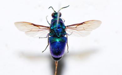 Stilbum