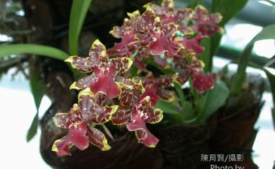 Oncidium flexuosum G.Lodd. 文心蘭