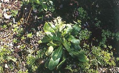 Arabis stelleris var. japonica (A.Gray) F.Schmidt 基隆筷子芥