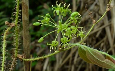 Smilax horridiramula Hayata 密刺菝葜