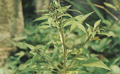 Lysimachia decurrens 異葉珍珠菜