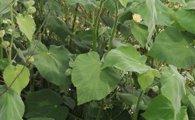 Abutilon hulseanum 疏花莔麻