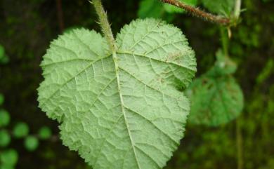 Rubus pectinellus Maxim. 刺萼寒莓