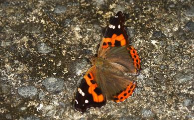 Vanessa indica (Herbst, 1794) 大紅蛺蝶