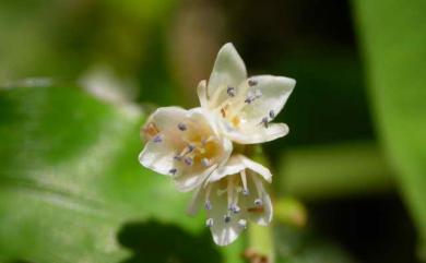 Persicaria chinensis (L.) H. Gross 火炭母草