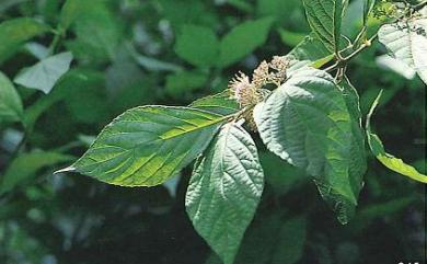 Callicarpa japonica var. luxurians 朝鮮紫珠