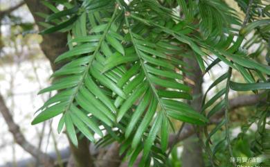 Taxus sumatrana (Miq.) de Laub. 南洋紅豆杉