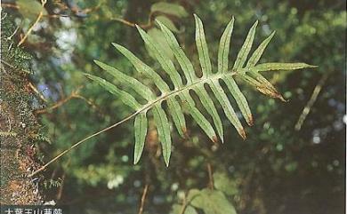 Leptochilus ellipticus (Thunb.) Noot. 橢圓線蕨
