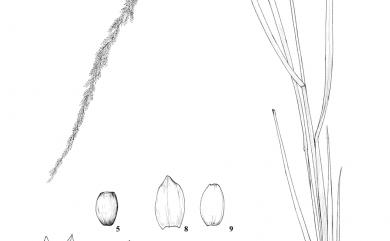 Sporobolus indicus var. major (Buse) Baaijens 鼠尾粟