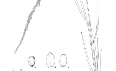 Sporobolus indicus var. major (Buse) Baaijens 鼠尾粟