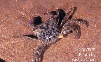 Metopograpsus thukuhar (Owen, 1839) 方形大額蟹