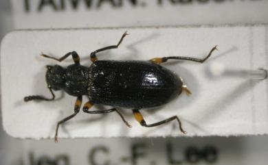 Strongylium pseudogibbosipenne Masumoto, 1981 假瘤長迴木蟲