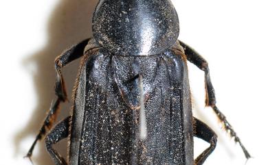 Diamesus bimaculatus Portevin, 1914 雙斑埋葬蟲