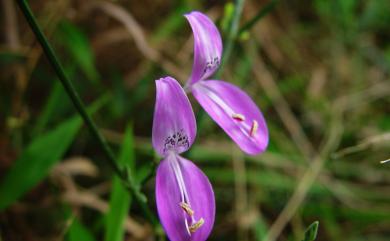 Peristrophe baphica (Spreng) Bremek., 1957 長花九頭獅子草