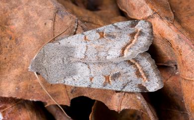 Orthosia perfusca Sugi, 1986 灰褐夢尼夜蛾