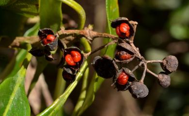 Pittosporum daphniphylloides 大葉海桐