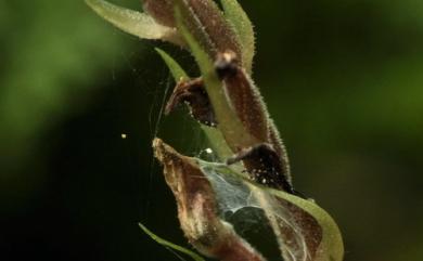 Goodyera foliosa 厚唇斑葉蘭