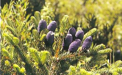 Abies kawakamii (Hayata) Ito 臺灣冷杉