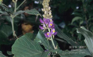 Pueraria montana (Lour.) Merr. 山葛