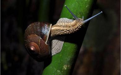 Nesiohelix swinhoei (Pfeiffer, 1866) 斯文豪氏大蝸牛