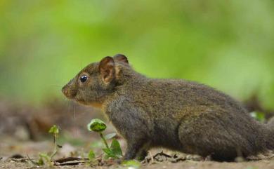 Dremomys pernyi (Milne-Edwards, 1867) 荷氏松鼠