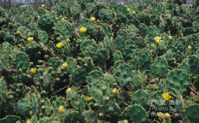 Opuntia dillenii 仙人掌