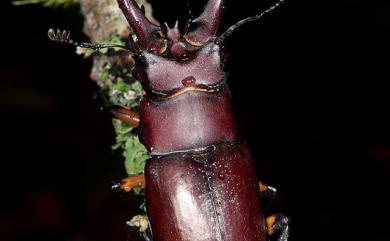 Lucanus formosanus Planet, 1899 臺灣深山鍬形蟲