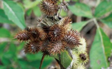 Xanthium strumarium 蒼耳