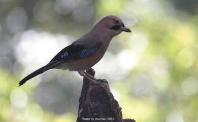 Garrulus glandarius taivanus (Gould, 1862) 松鴉