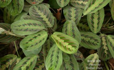 Maranta leuconeura var. massangeana 豹紋竹芋