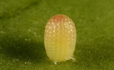 Idea leuconoe clara Butler, 1867 大白斑蝶