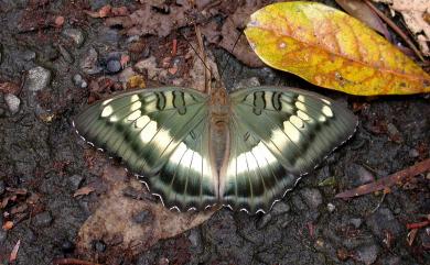 Euthalia formosana Fruhstorfer, 1908 臺灣翠蛺蝶