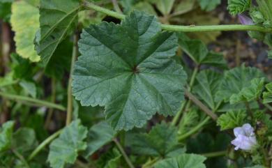 Malva neglecta Wallr. 圓葉錦葵