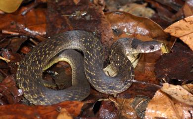 Plagiopholis styani Boulenger, 1899 福建頸斑蛇
