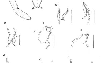Lipochrus acroporinus Humes&Dojiri, 1982