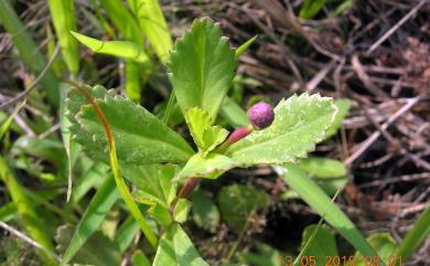 Phyla nodiflora (L.) Greene 鴨舌癀