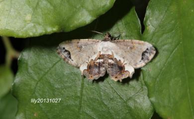 Europlema semibrunnea (Pagenstecher, 1888) 散紋雙尾蛾
