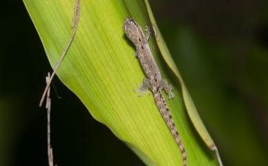 Lepidodactylus lugubris (Duméril & Bibron, 1836) 鱗趾虎