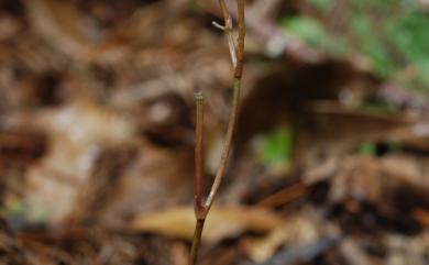 Lecanorchis suginoana 杉野氏皿蘭