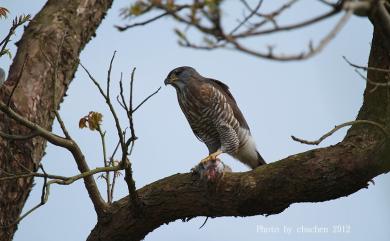 Accipiter trivirgatus (Temminck, 1824) 鳳頭蒼鷹