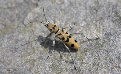 Chlorophorus mushanus Matsushita, 1931 霧社虎天牛