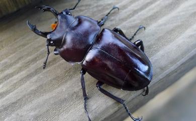 Neolucanus maxinus vendli Dudich, 1923 大圓翅鍬形蟲