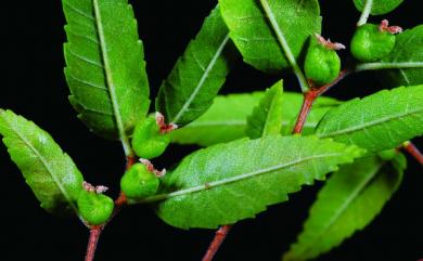 Zelkova serrata (Thunb.) Makino 櫸