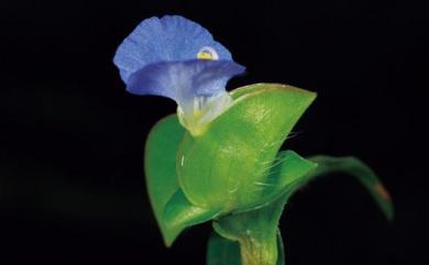Commelina communis L. 鴨跖草